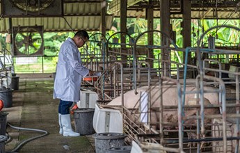 asian-veterinarian-working-and-feeding-the-pig-foo-2021-09-03-10-53-44-utc