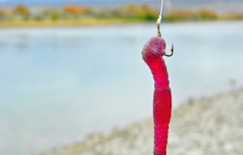 a-plastic-worm-on-a-fishing-hook-2021-08-30-02-44-47-utc